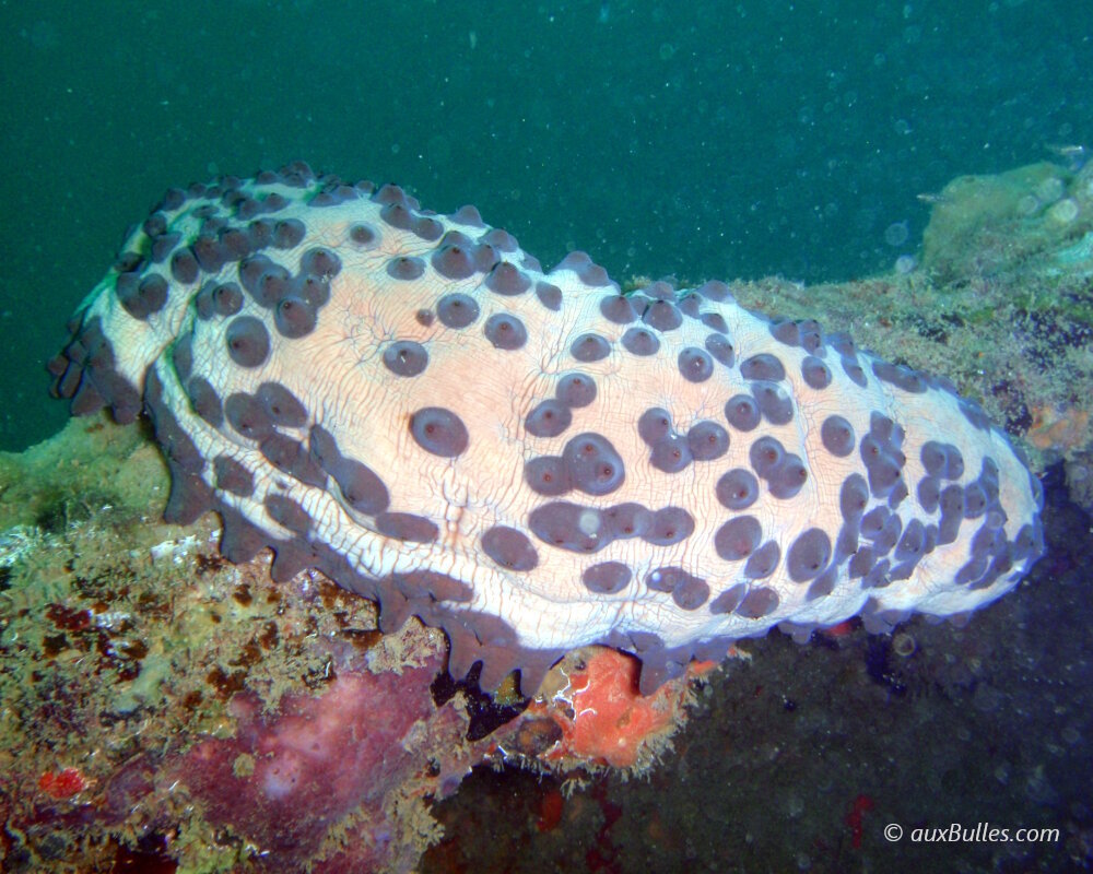 Le concombre de mer cookie (Isostichopus badionotus)