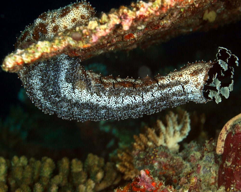 L'holothurie rayée (Pearsonothuria graeffei)