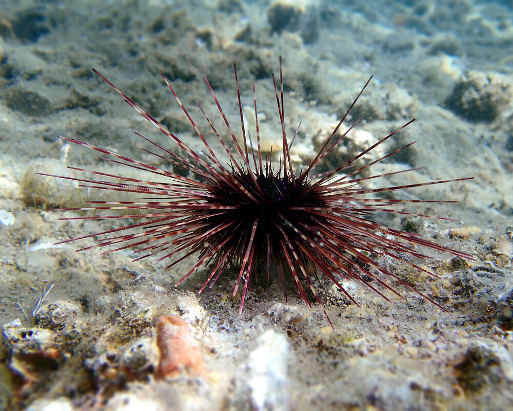 L'oursin diadème de Méditerranée (Centrostephanus longispinus)
