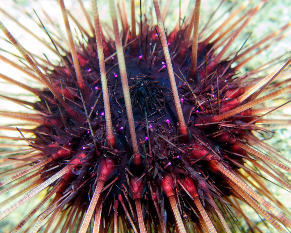 L'oursin diadème de Méditerranée (Centrostephanus longispinus)