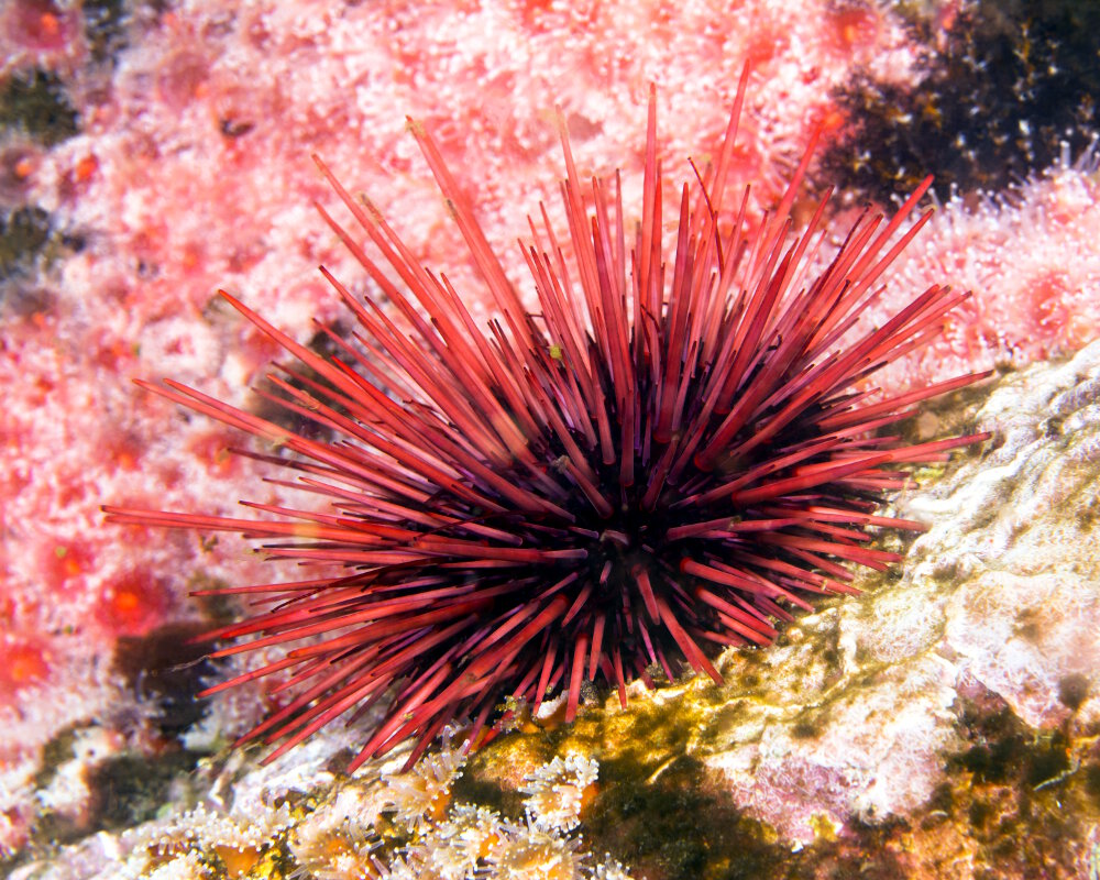 L'oursin rouge (Mesocentrotus franciscanus)