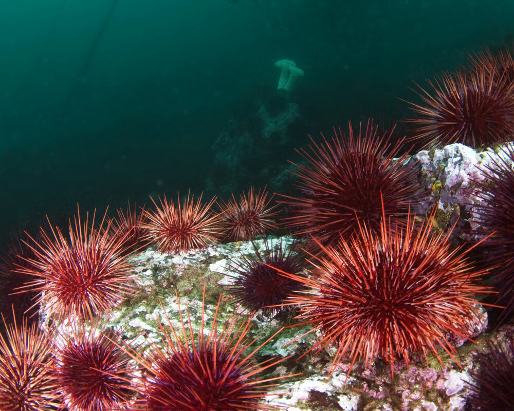 L'oursin rouge (Mesocentrotus franciscanus)