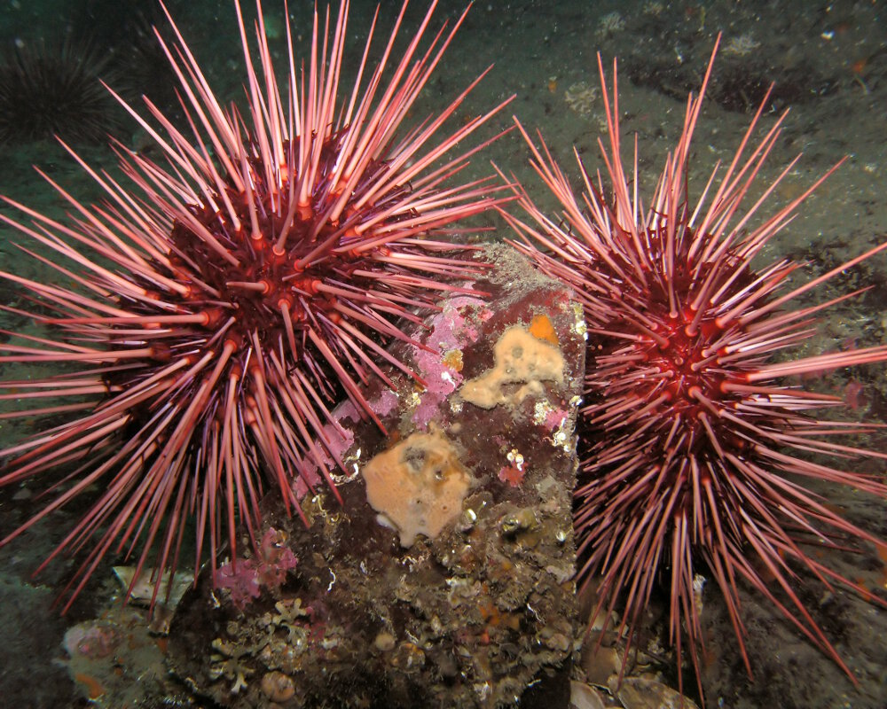 L'oursin rouge (Mesocentrotus franciscanus)