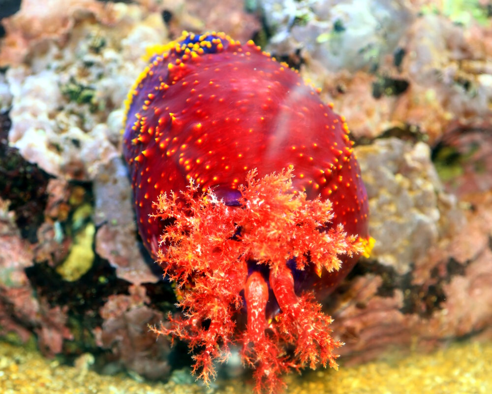 The australian sea apple (Pseudocolochirus axiologus) The australian sea apple (Pseudocolochirus axiologus)