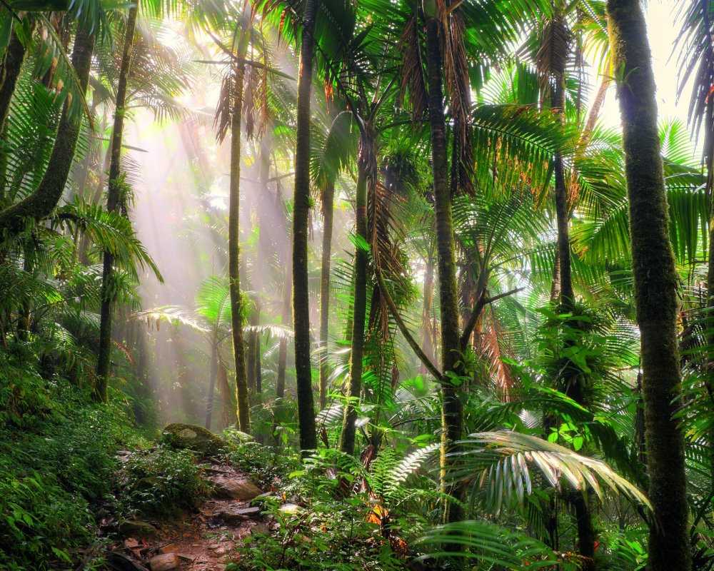 Brume matinale sur un sentier forestier dans la forêt nationale d'El Yunque, à Porto Rico Brume matinale sur un sentier forestier dans la forêt nationale d'El Yunque, à Porto Rico
