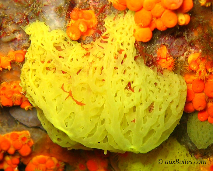 L'éponge clathrine jaune est une éponge calclaire qui forme un amas de tubes