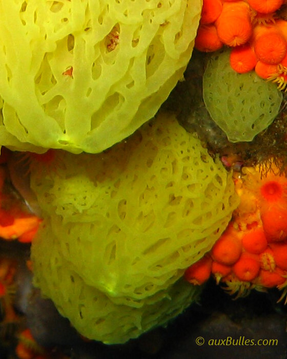 L'éponge clathrine jaune (Clathrina clathrus) L'éponge clathrine jaune (Clathrina clathrus)