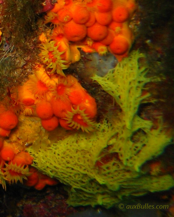 L'éponge clathrine jaune (Clathrina clathrus) L'éponge clathrine jaune (Clathrina clathrus)