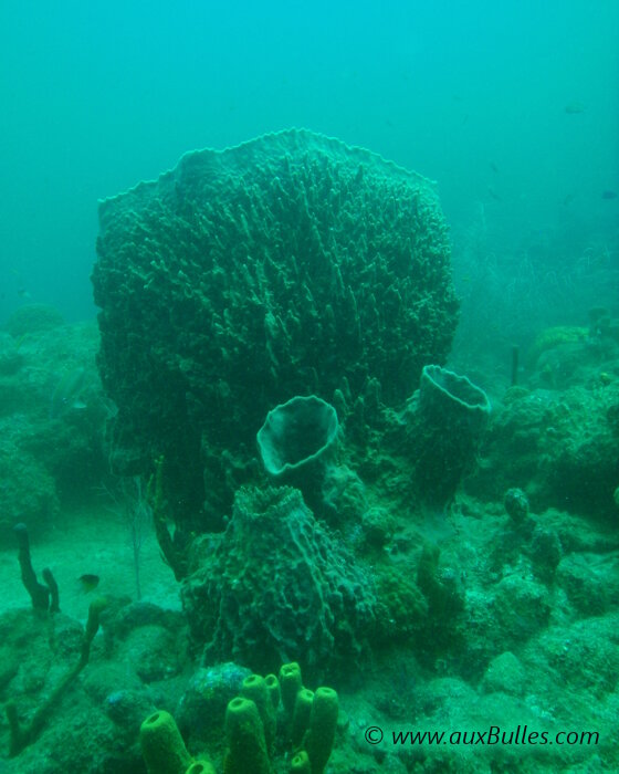 The base of the giant giant barrel sponge features several small chimneys !
