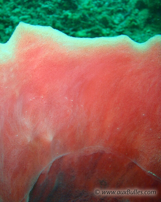 Close-up of the smooth inner surface of the giant giant barrel sponge !