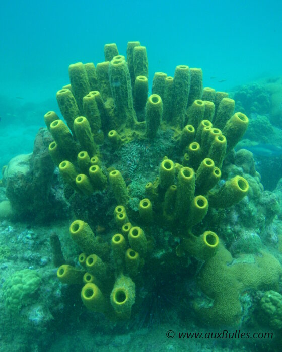 De magnifiques massifs d'éponges tube jaune !