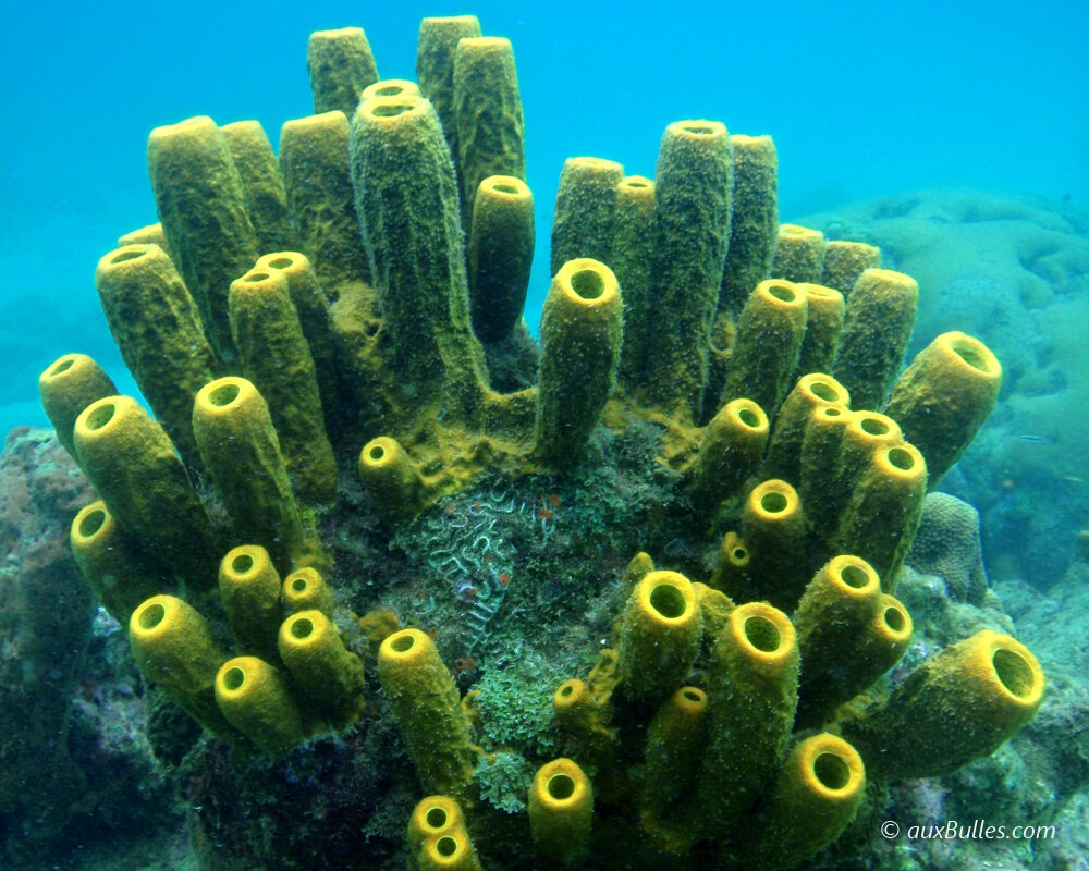 L'éponge tube jaune forme de véritables colonies de plusieurs tubes réunis à leur base