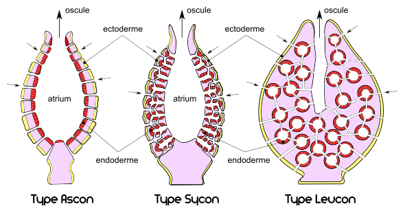 Les différents types d'éponges : Ascon, Sycon et Leucon