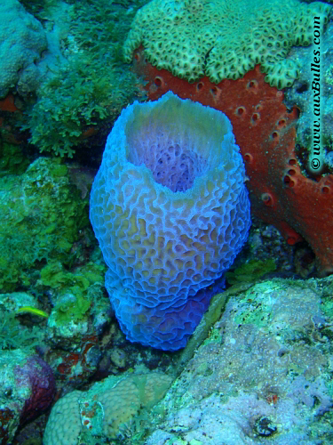 Eponge vase bleu fluorescent (Callyspongia plicifera)