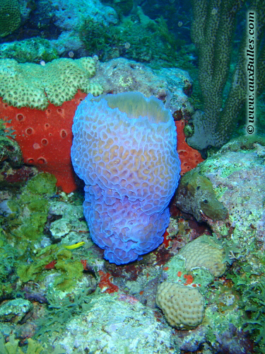 The azure vase sponge (Callyspongia plicifera)
