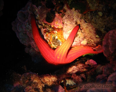 Echinodermes, les étoiles de mer