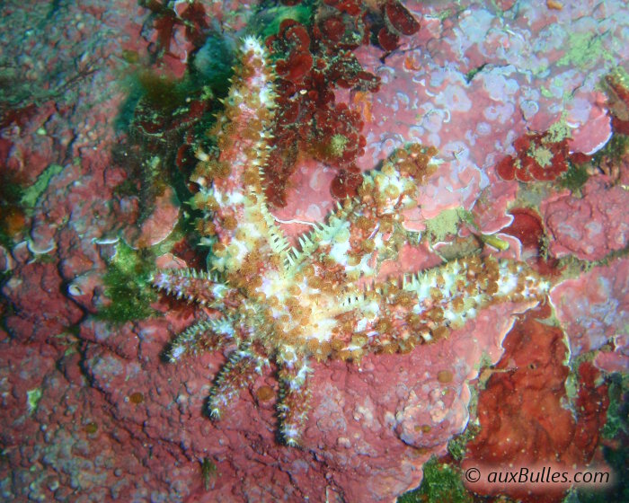 Le nombre et la longueur des bras de l'étoile de mer épineuse sont très variables.