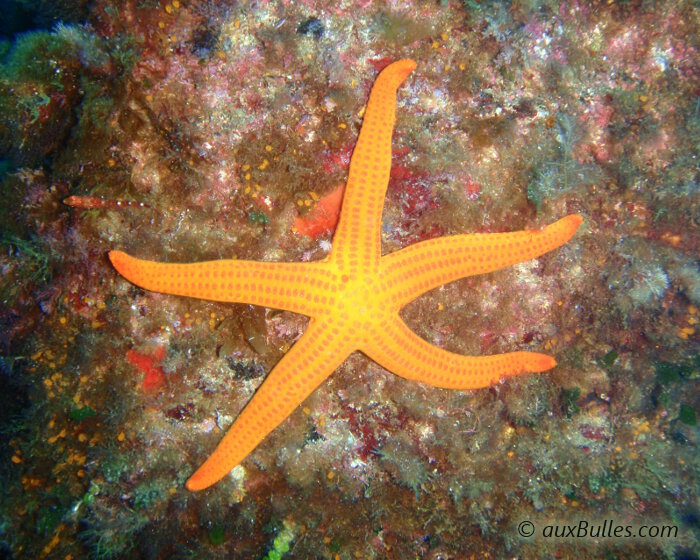 L'étoile de mer lisse dispose de 5 bras coniques très effilés et allongés.