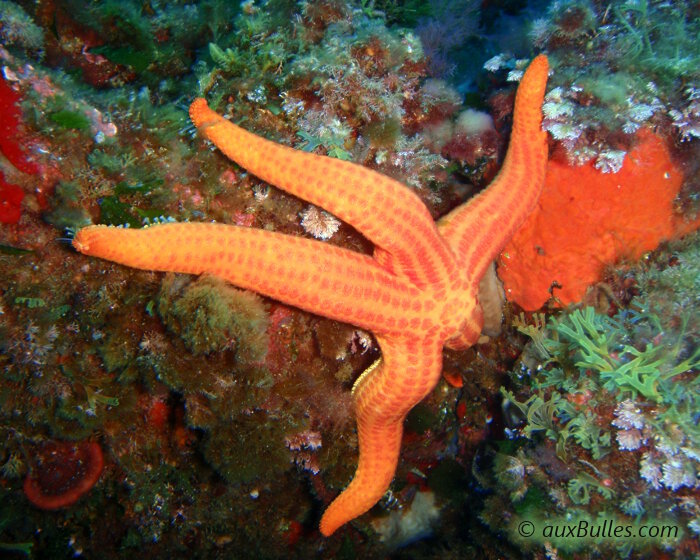 Chaque bras de l'étoile de mer laisse apparaitre longitudinalement plusieurs rangées de tâches rouges plus sombres et alignées régulièrement.