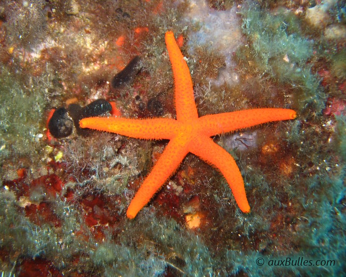 L'étoile de mer rouge dispose en général de cinq bras allongés très effilés et dont le diamètre se réduit en allant vers les extrémités.