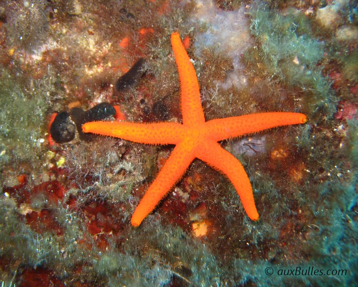 L'étoile de mer rouge dispose en général de cinq bras allongés très effilés et dont le diamètre se réduit en allant vers les extrémités L'étoile de mer rouge dispose en général de cinq bras allongés très effilés et dont le diamètre se réduit en allant vers les extrémités