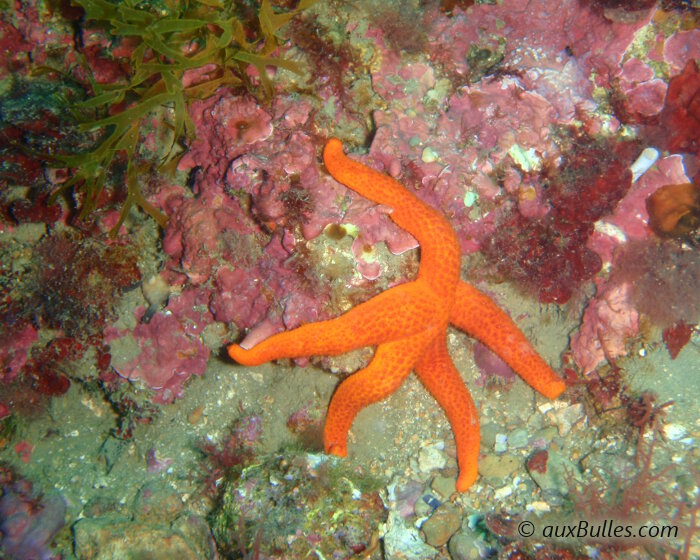 La couleur de l'étoile de mer rouge est comme vous vous en doutez de couleur rouge vif mais varie également vers le rouge orangé.