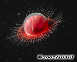 Benthocodon (Méduse) - Taille: 4 cm de diamètre - Profondeur: 500 à 3 500 m Benthocodon (Méduse) - Taille: 4 cm de diamètre - Profondeur: 500 à 3 500 m