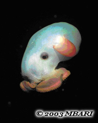 Poulpe 'Dumbo' [Stauroteuthis syrtensis] - Taille: jusqu’à 50 cm - Profondeur: 700 à 2500 m