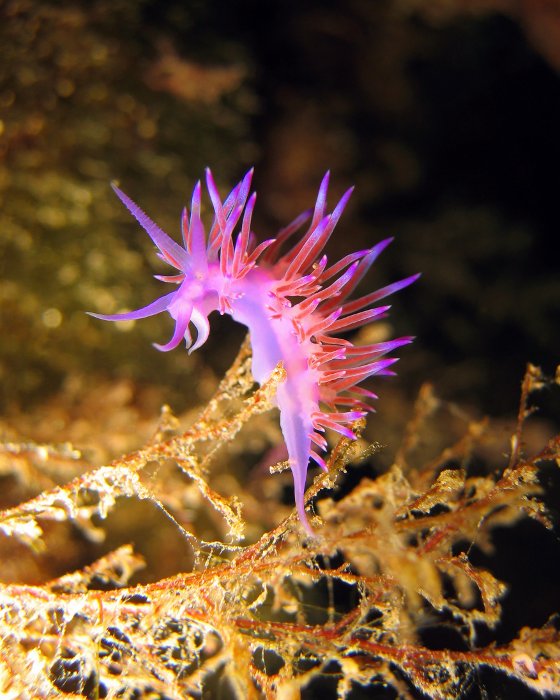 Une flabelline mauve sur une colonie d'hydraires en forme de petit arbuste !