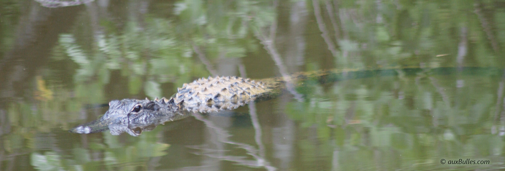 Une rencontre avec un habitant des Everglades, le crocodile américain ! Une rencontre avec un habitant des Everglades, le crocodile américain !