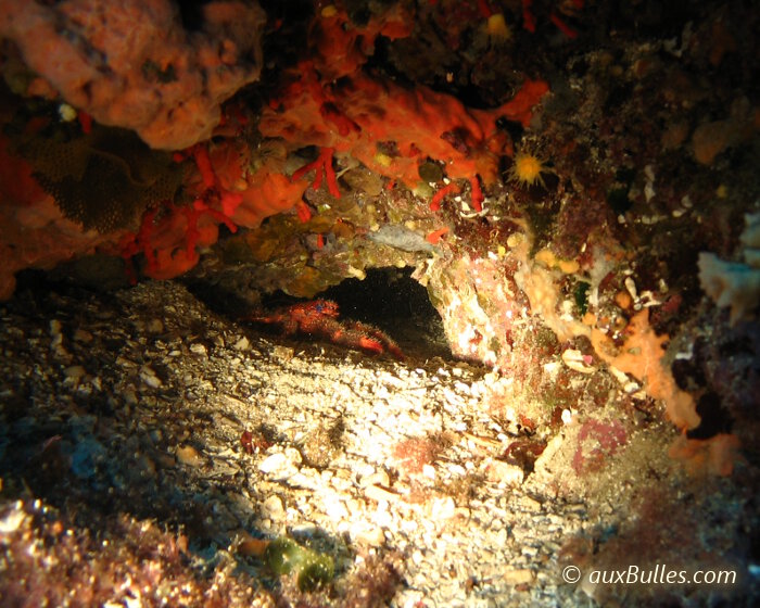 La galathée rouge striée de bleu (Galathea strigosa) se rencontre principalement en mer Méditerranée