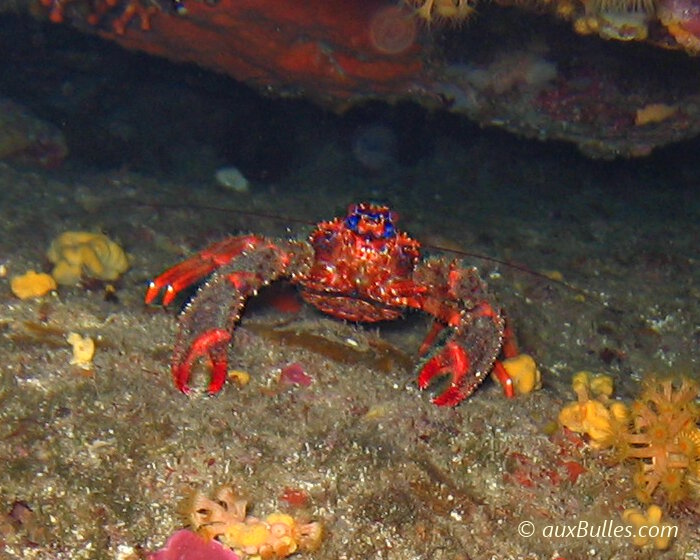 La galathé rouge