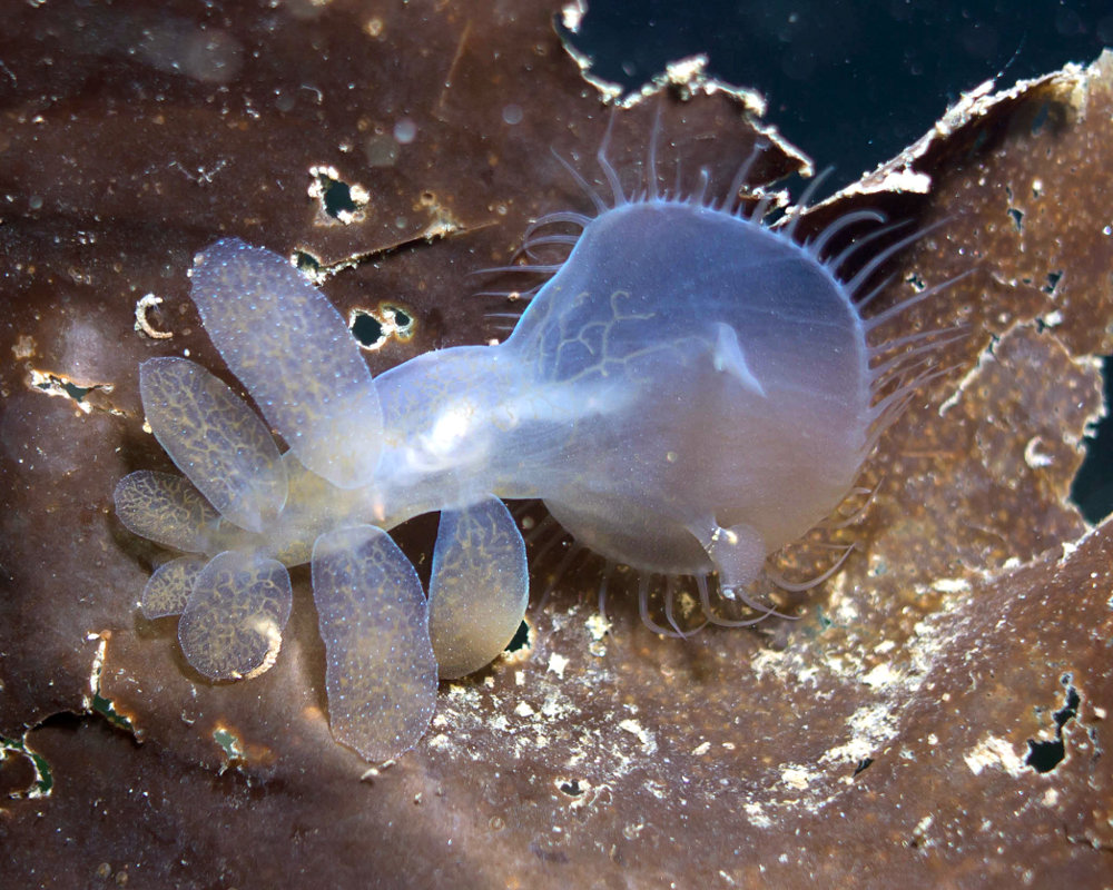 Le nudibranche à capuchon (Melibe leonina) Le nudibranche à capuchon (Melibe leonina)