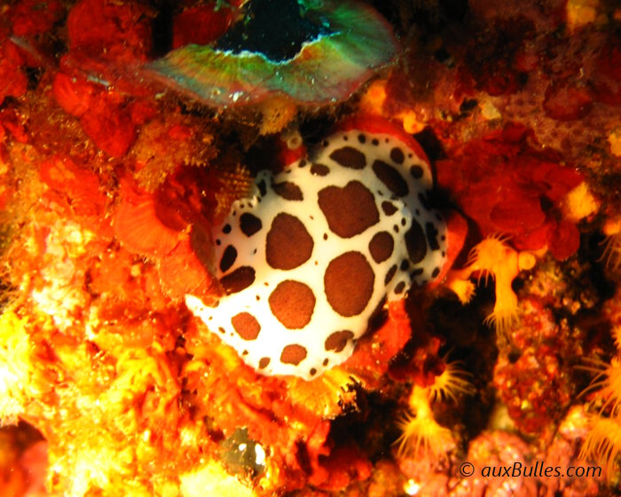 Le doris dalmatien se rencontre principalement en mer Méditerranée à la surface des substrats rocheux.