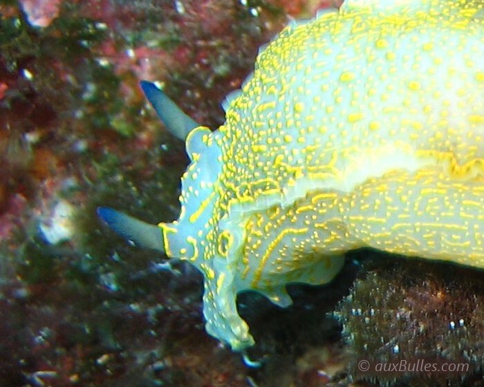 Le doris géant possède 2 rhinophores lamellés rétractiles au niveau de la tête