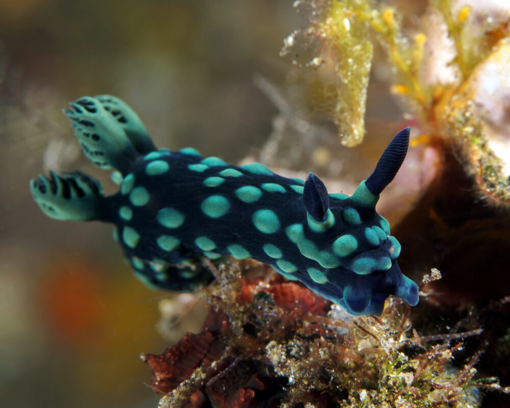 La limace noire à pois verts (Nembrotha cristata), une limace aux allures de coccinelle La limace noire à pois verts (Nembrotha cristata), une limace aux allures de coccinelle