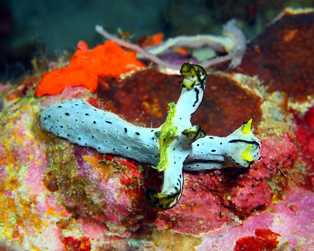 Le notodoris de Serena (Notodoris serenae)