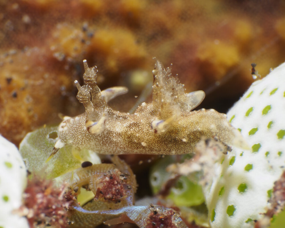 Le nudibranche Trapania palmula (Trapania palmula)