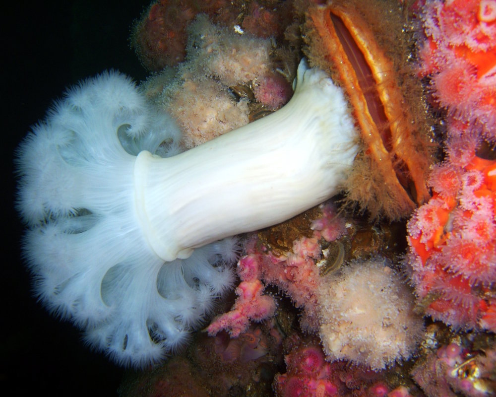 A giant white plumose anemone attached to a giant rock scallop (Crassadoma gigantea), surrounded by anemones at a depth of 120 feet on the Grace oil rig off the central California coast A giant white plumose anemone attached to a giant rock scallop (Crassadoma gigantea), surrounded by anemones at a depth of 120 feet on the Grace oil rig off the central California coast