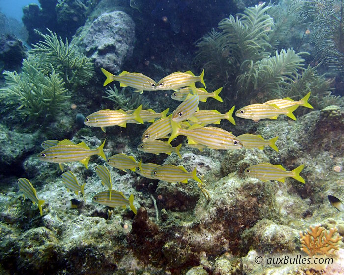 The smallmouth grunt has a silvery-gray body with broad yellow longitudinal stripes along each side and all of its fins are yellow The smallmouth grunt has a silvery-gray body with broad yellow longitudinal stripes along each side and all of its fins are yellow