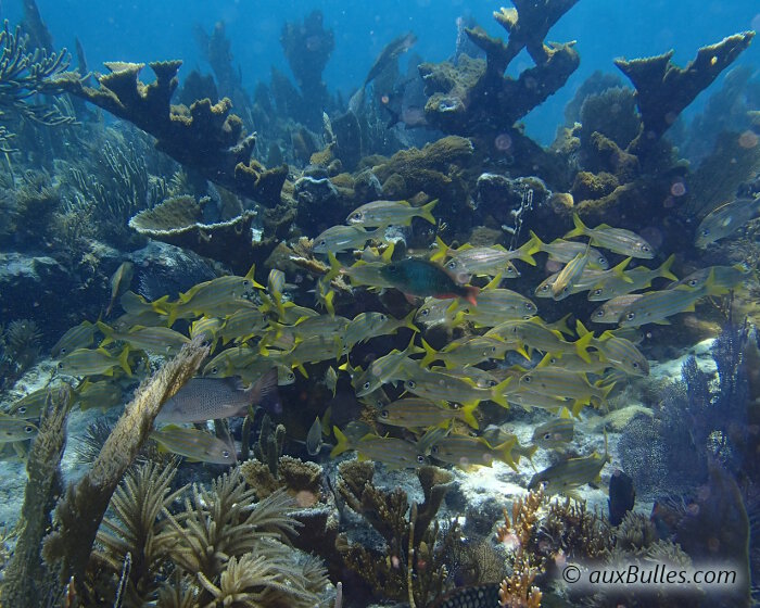 Most often, schools of smallmouth grunts position themselves near the bottom, sheltered by the large branches of elk horn coral Most often, schools of smallmouth grunts position themselves near the bottom, sheltered by the large branches of elk horn coral