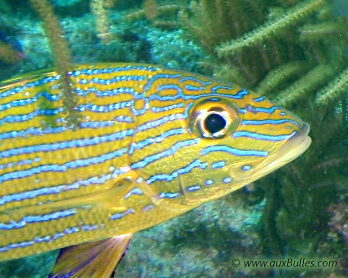 La gorette bleue présente une couleur dominante jaune avec de nombreuses fines rayures horizontales d’un bleu très vif