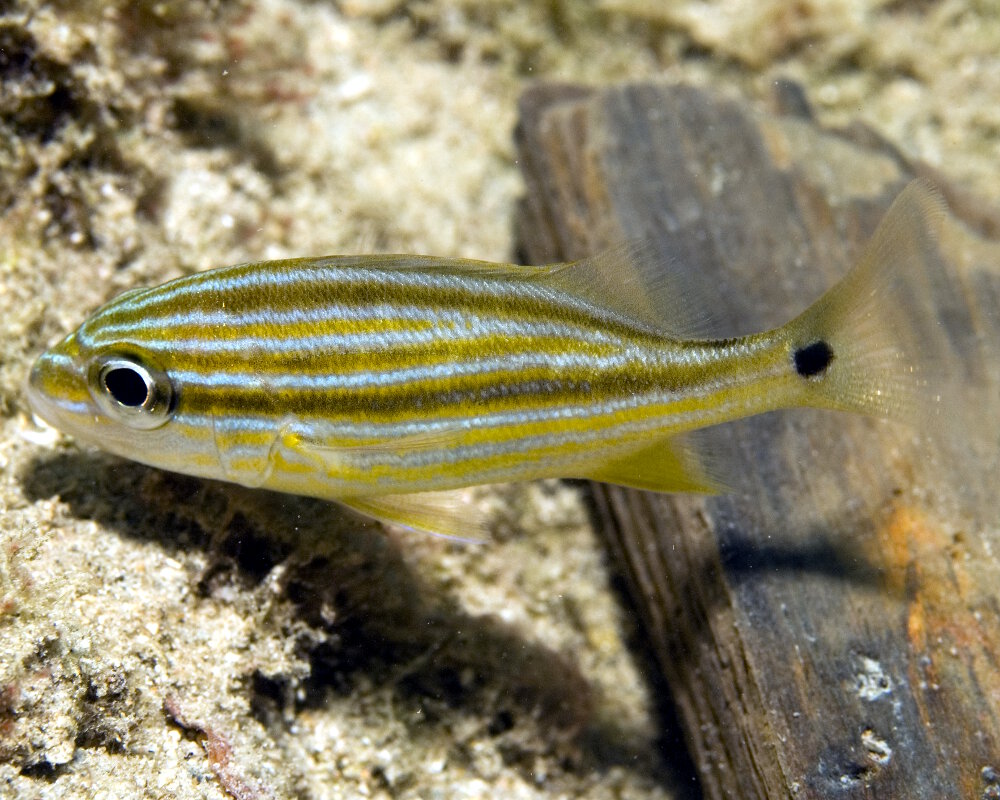 Les gorettes bleues juvéniles présentent une tache noire au niveau de la base de la queue ainsi que de larges rayures longitudinales