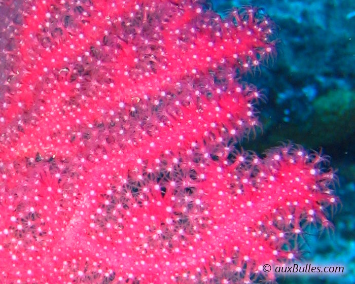 Gros plan sur les polypes de la gorgone rouge de Méditerranée.
