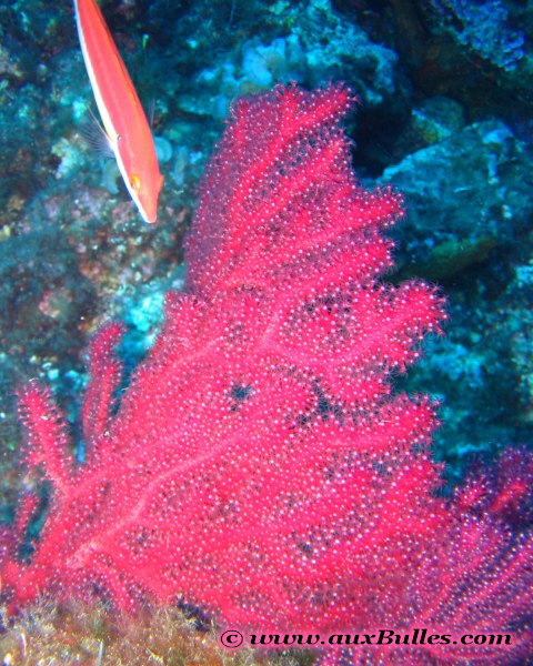 La gorgone rouge de Méditerranée s'illumine sous la lumière d'un phare de plongée !