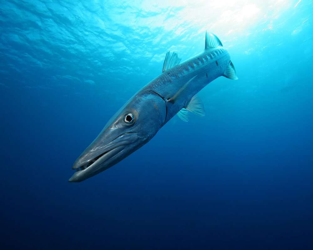 Le grand barracuda est un poisson de forme allongée et cylindrique avec une tête pointue et la mâchoire inférieure plus allongée.