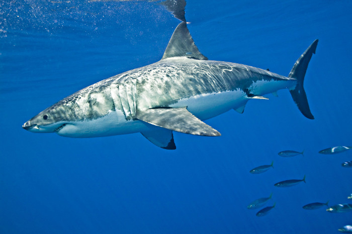 Le grand requin blanc est un requin solitaire mais il est parfois possible de le rencontrer en couple