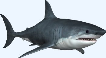 Le grand requin blanc (Carcharodon carcharias)