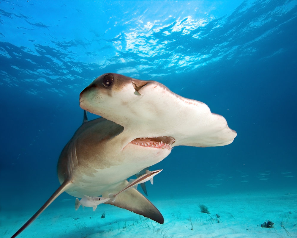 Le grand requin marteau avec sa tête caractéristique Le grand requin marteau avec sa tête caractéristique