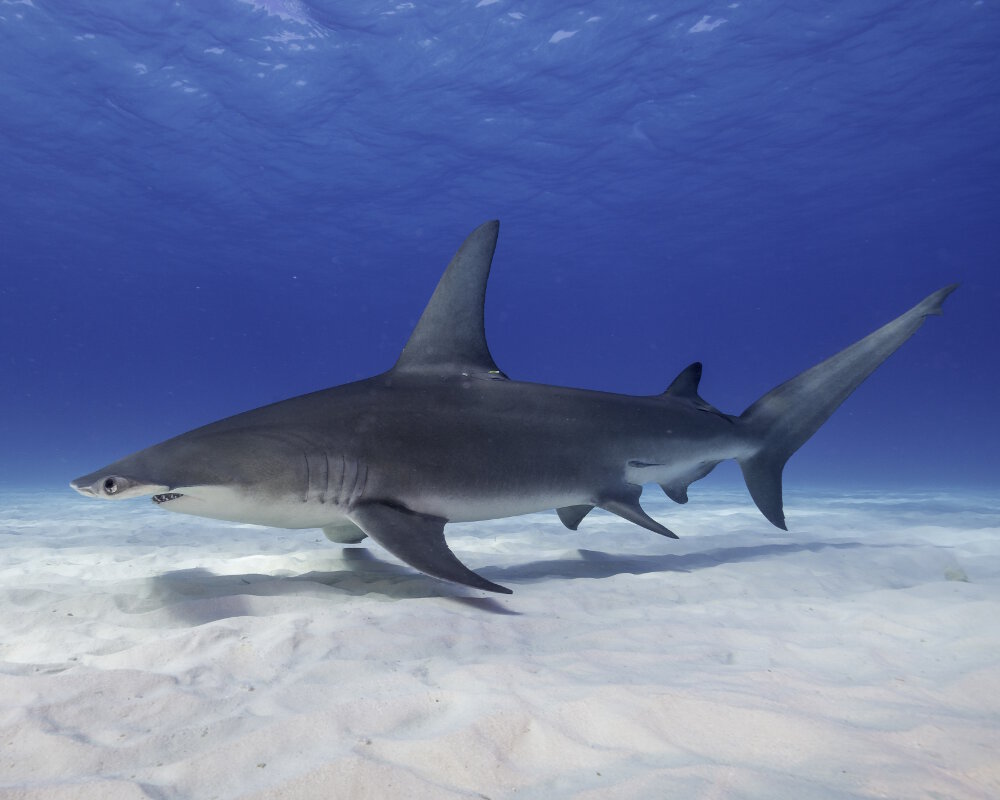 Le grand requin marteau (Sphyrna mokarran) Le grand requin marteau (Sphyrna mokarran)